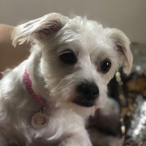 Meet your Posher, Selin